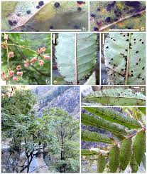 Attēlu rezultāti vaicājumam “Ochropsora ariae”