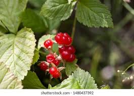 Attēlu rezultāti vaicājumam “Rubus arcticus”