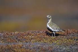 Attēlu rezultāti vaicājumam “Pluvialis apricaria adult”