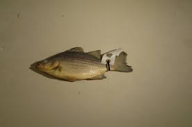 Image result for Morone chrysops