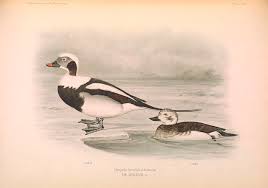 Attēlu rezultāti vaicājumam “Clangula hyemalis”