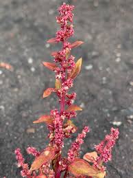 Attēlu rezultāti vaicājumam “Chenopodium rubrum flower”