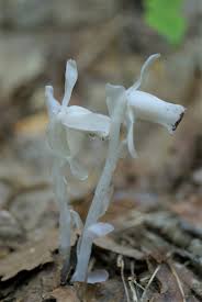 Image result for ギンリョウソウ