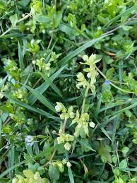 Attēlu rezultāti vaicājumam “Moehringia trinervia bud”