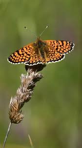 Attēlu rezultāti vaicājumam “Melitaea cinxia underside”