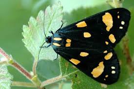 Attēlu rezultāti vaicājumam “Callimorpha dominula larva”