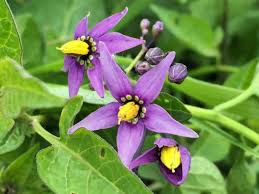 Attēlu rezultāti vaicājumam “Solanum nigrum flower”
