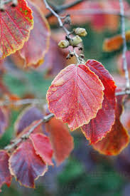 Attēlu rezultāti vaicājumam “Corylus avellana leaf”