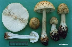 Attēlu rezultāti vaicājumam “Amanita rubescens”