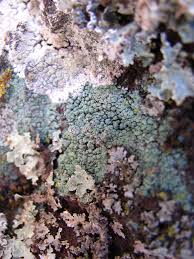 Attēlu rezultāti vaicājumam “Lepraria”