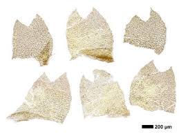 Attēlu rezultāti vaicājumam “Geocalyx graveolens”
