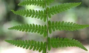 Attēlu rezultāti vaicājumam “Thelypteris palustris”