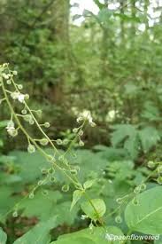 Attēlu rezultāti vaicājumam “Circaea lutetiana fruit”