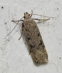 Attēlu rezultāti vaicājumam “Gelechia rhombella”