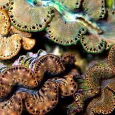 Image result for tridacna