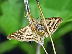 Attēlu rezultāti vaicājumam “Sitochroa verticalis”