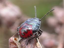 Attēlu rezultāti vaicājumam “Zicrona caerulea nymph”