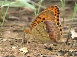 Attēlu rezultāti vaicājumam “Argynnis laodice female”