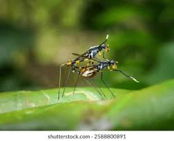 Attēlu rezultāti vaicājumam “Micropezidae”