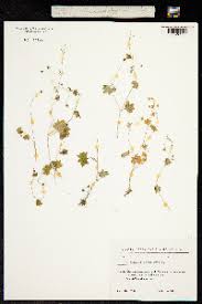 Attēlu rezultāti vaicājumam “Saxifraga cymbalaria”