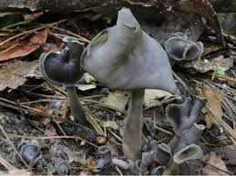 Attēlu rezultāti vaicājumam “Helvella atra”