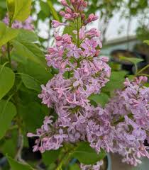 Attēlu rezultāti vaicājumam “Syringa vulgaris flower”