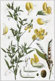 Attēlu rezultāti vaicājumam “Lathyrus pratensis”