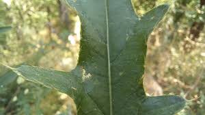 Attēlu rezultāti vaicājumam “Cirsium arvense leaf”