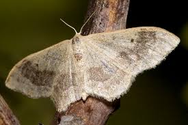 Attēlu rezultāti vaicājumam “Idaea aversata”