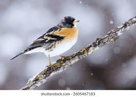 Image result for Fringilla montifringilla