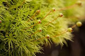 Attēlu rezultāti vaicājumam “Bartramia pomiformis”