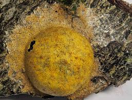 Attēlu rezultāti vaicājumam “Fuligo leviderma”