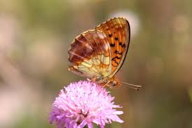 Attēlu rezultāti vaicājumam “Brenthis ino upperside”