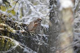 Attēlu rezultāti vaicājumam “Tetrastes bonasia juvenile”