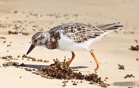 Attēlu rezultāti vaicājumam “Arenaria interpres adult”