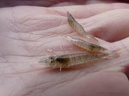 Attēlu rezultāti vaicājumam “Crangon crangon”