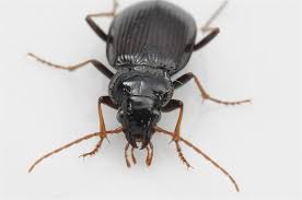 Attēlu rezultāti vaicājumam “Nebria brevicollis”