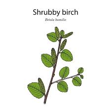 Attēlu rezultāti vaicājumam “Betula humilis”