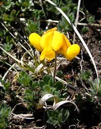 Attēlu rezultāti vaicājumam “Lotus sp. flower”