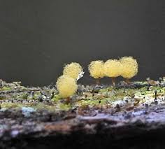 Attēlu rezultāti vaicājumam “Heterotrichia oerstedii (syn. Arcyria oerstedii) macro”