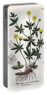 Image result for Potentilla tormentilla