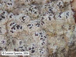 Attēlu rezultāti vaicājumam “Megalaria grossa”