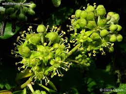 Attēlu rezultāti vaicājumam “Hedera helix  flower”