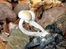 Attēlu rezultāti vaicājumam “Asterophora lycoperdoides”