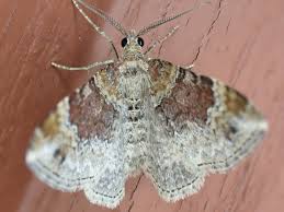 Attēlu rezultāti vaicājumam “Xanthorhoe spadicearia”