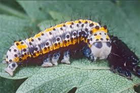 Attēlu rezultāti vaicājumam “Diloba caeruleocephala larva”