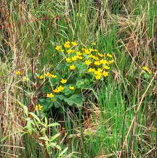 Attēlu rezultāti vaicājumam “Caltha palustris”