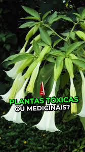 Image result for beladona