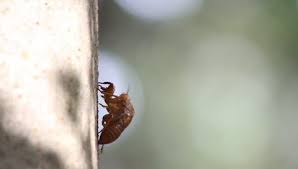 Attēlu rezultāti vaicājumam “Scardia boletella pupa”