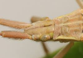 Attēlu rezultāti vaicājumam “Dienerella elongata”